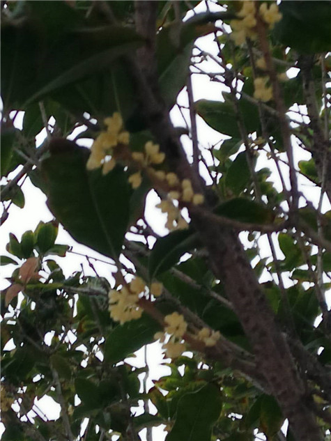 秋風送爽，丹桂飄香——偉志鋼模板的桂花樹開了